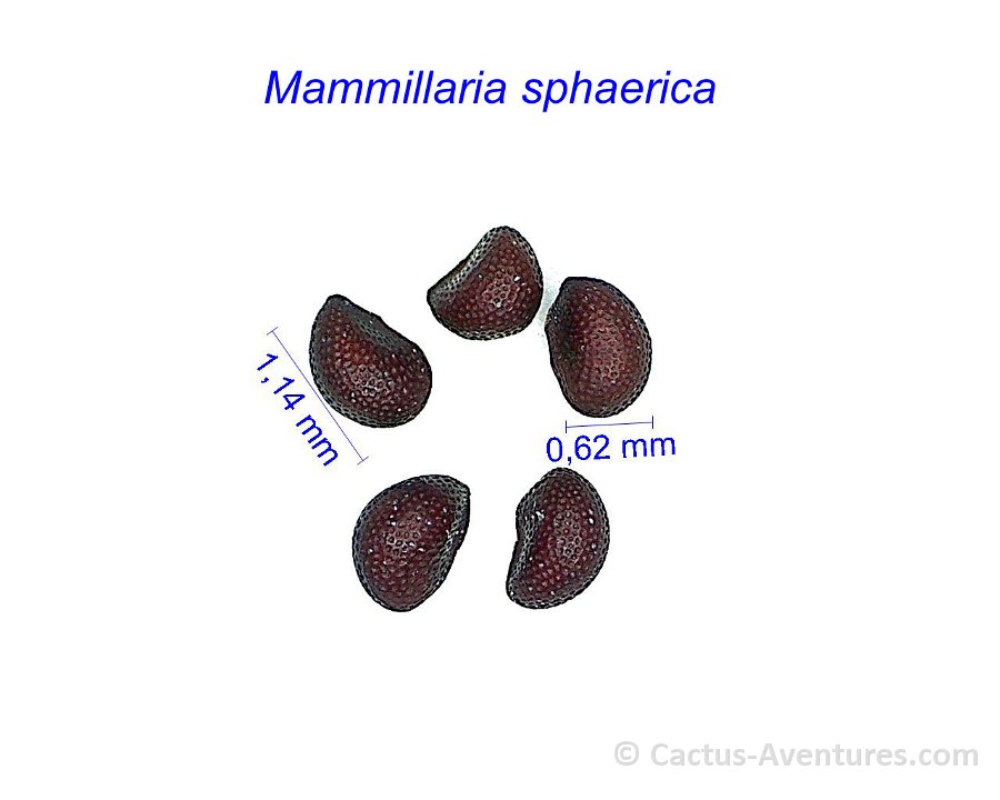 Mammillaria sphaerica (Dolichothele) HW